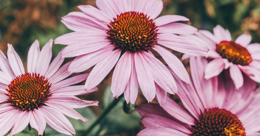 echinacea cistite